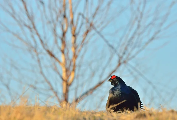 Birkhuhn, gallo nero — Foto Stock