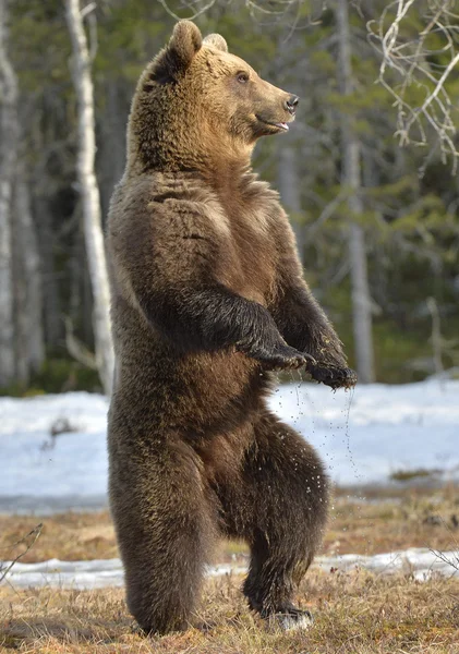 Urso marrom de pé em suas pernas traseiras — Fotografia de Stock