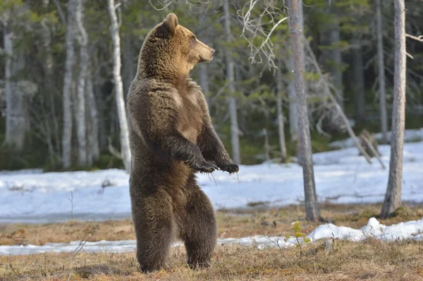 Braunbär steht auf seinen Hinterbeinen — Stockfoto