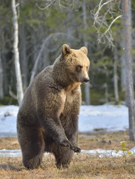 Orso bruno in piedi sulle zampe posteriori — Foto Stock