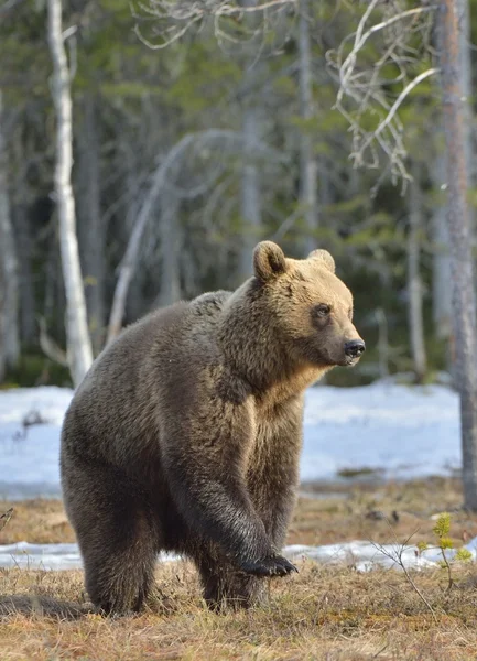 Niedźwiedź brunatny stojąc na tylnych nogach — Zdjęcie stockowe