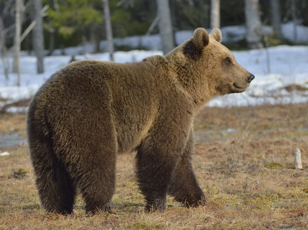 Bruine beer (Ursus arctos) in voorjaar bos. — Stockfoto