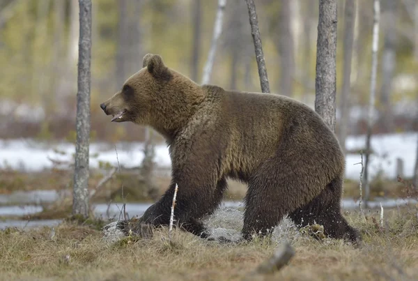 Взрослый бурый медведь — стоковое фото