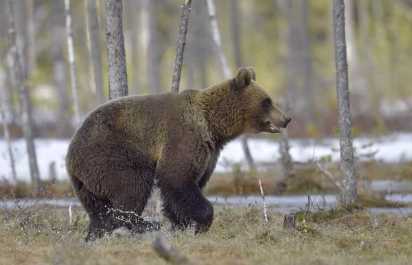 Orso bruno adulto — Foto Stock