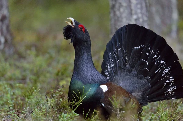 Capercaillie (Tetrao urogallus) – stockfoto