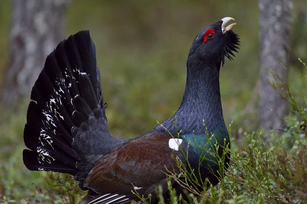 Siketfajd (Tetrao urogallus) — Stock Fotó