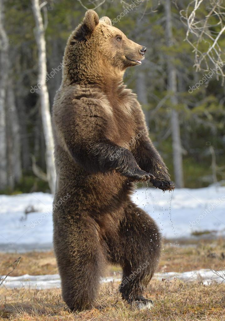 depositphotos_110689118-stock-photo-brown-bear-standing-on-his.jpg