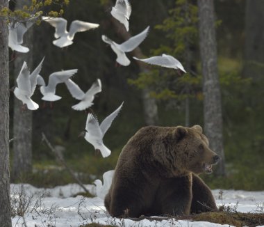 Adult Brown Bear with seagulls clipart