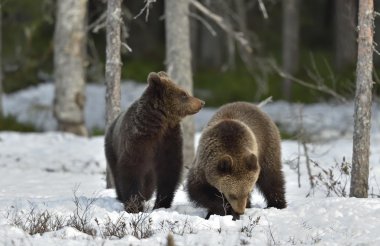  two Brown Bears clipart