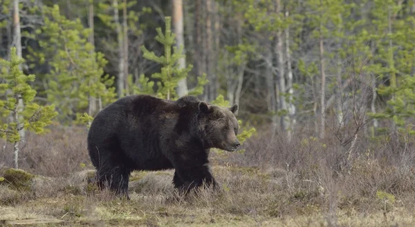 Adult Brown Bear — Stock Photo, Image