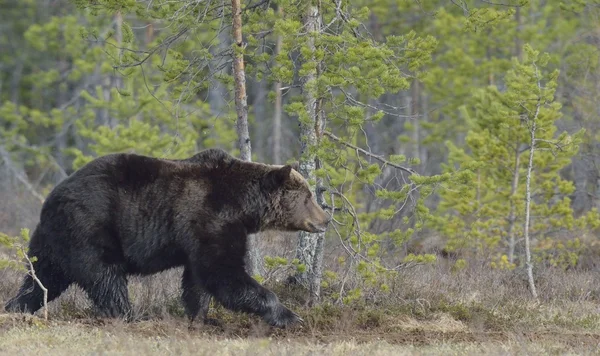 Взрослый бурый медведь — стоковое фото