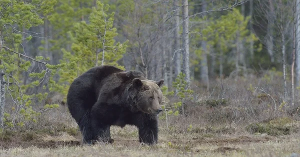 Felnőtt barna medve — Stock Fotó