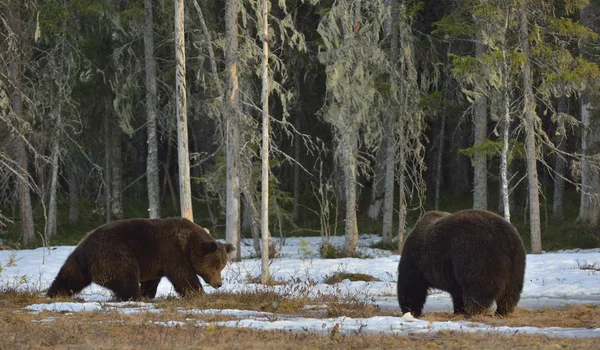 Deux ours bruns — Photo