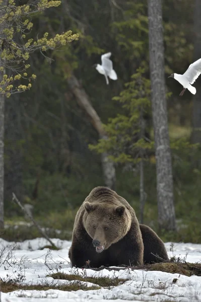 Dospělý medvěd hnědý s racky — Stock fotografie