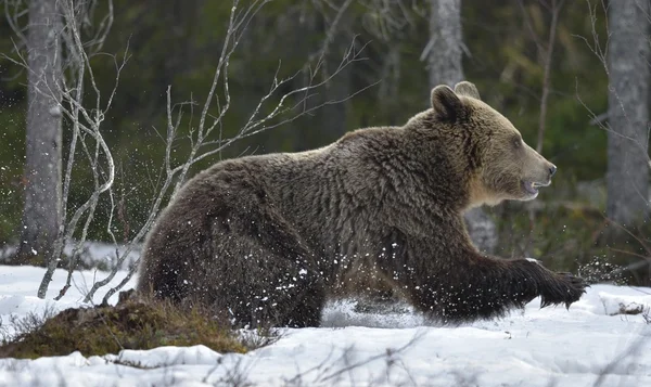 Bruine beer (Ursus arctos) in voorjaar bos. — Stockfoto