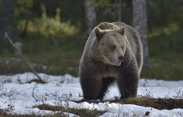 Bruine beer (Ursus arctos) in voorjaar bos. — Stockfoto