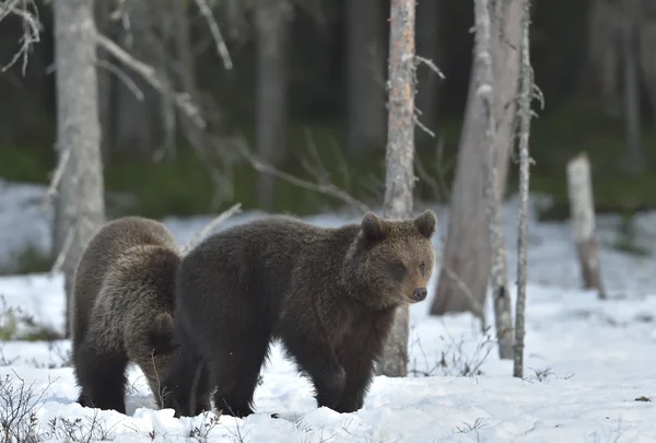 Két barna medve — Stock Fotó