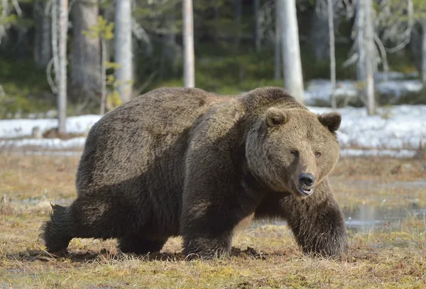 Oso marrón (Ursus arctos) en bosque de primavera . —  Fotos de Stock