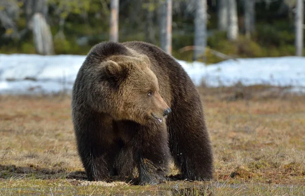 Barnamedve (Ursus arctos) tavaszi erdő. — Stock Fotó