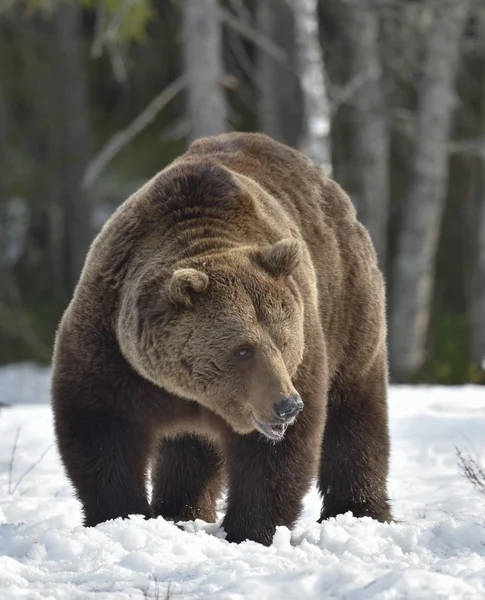 Bruine beer (Ursus arctos) in voorjaar bos. — Stockfoto