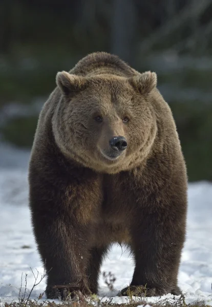 Бурий ведмідь (Урсус arctos) в лісі, весна. — стокове фото