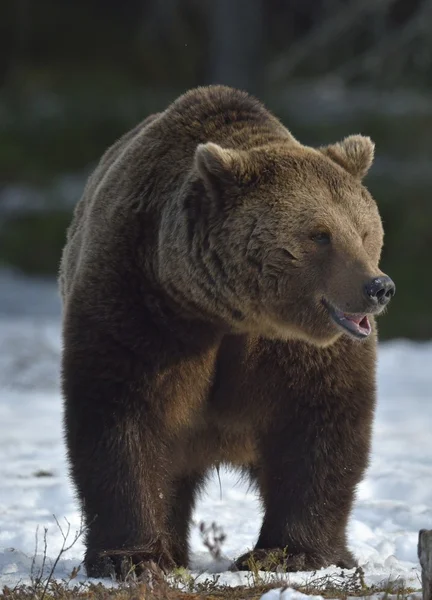 Férfi a barna medve — Stock Fotó