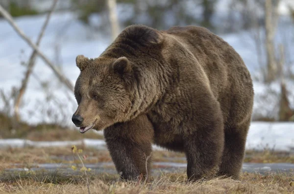 Hane av brunbjörn — Stockfoto