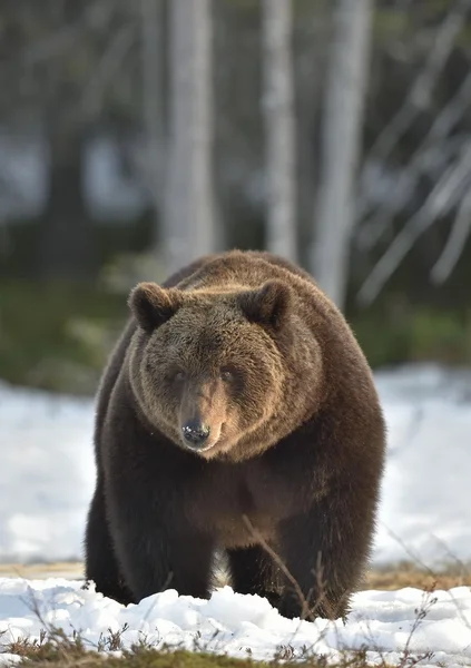 Macho de urso marrom — Fotografia de Stock
