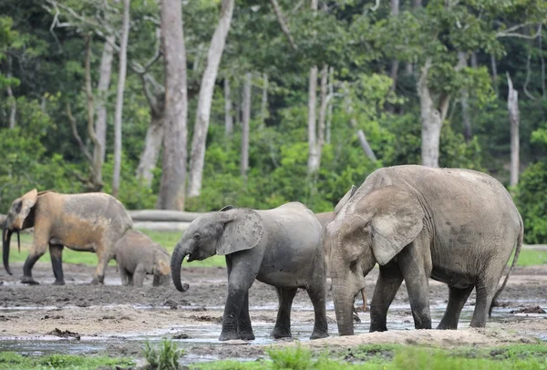 Pralesní sloni — Stock fotografie