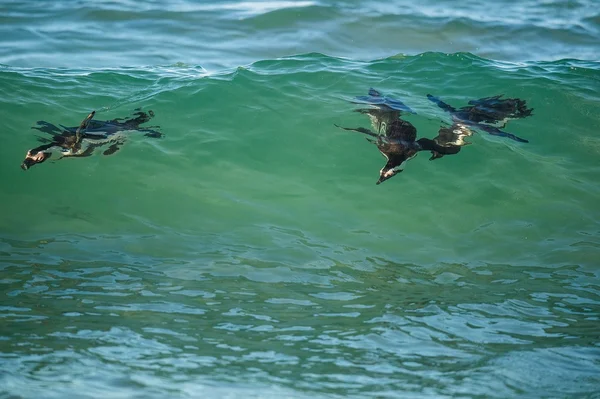 Afrikanska pingviner simning — Stockfoto
