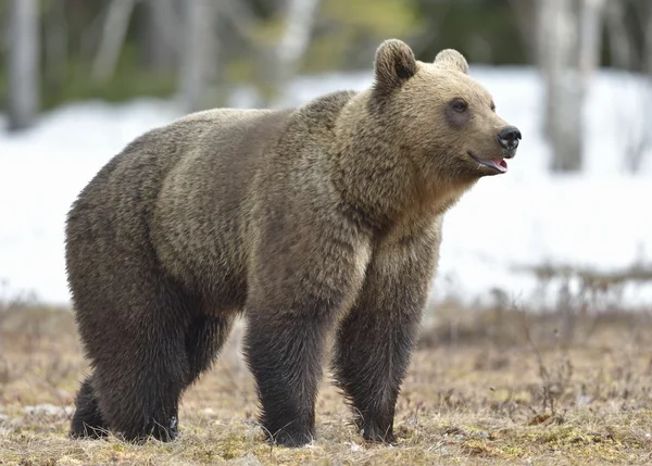 Bruine beer (Ursus arctos)) — Stockfoto