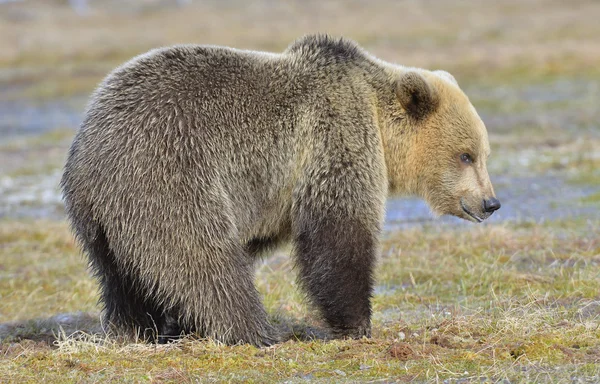 Male of Brown Bear — Stock Photo, Image