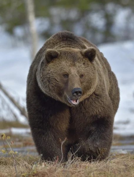 Maschio di Orso bruno — Foto Stock