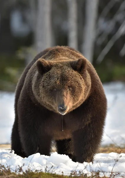 Urso castanho (Ursus arctos) — Fotografia de Stock