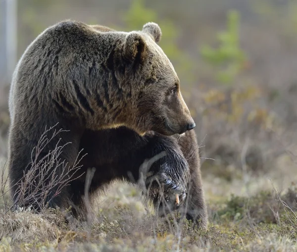 Oso marrón (Ursus arctos) —  Fotos de Stock