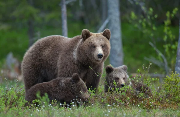 Madre orsa nella foresta estiva — Foto Stock