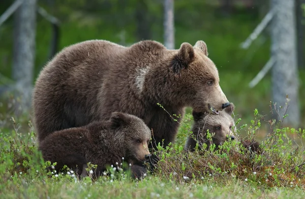 Mor hon-Björn i skogen sommaren — Stockfoto