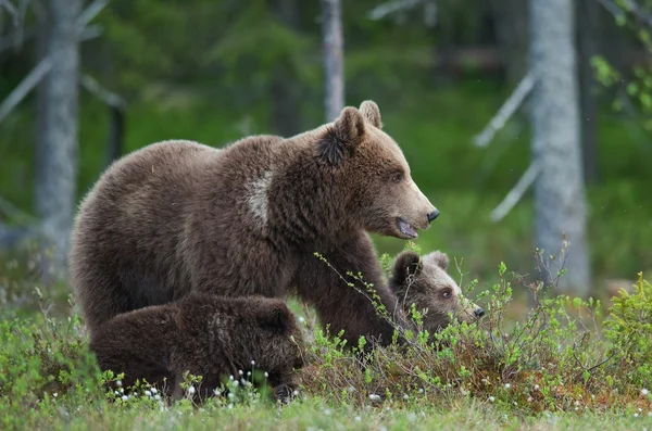 Madre orsa nella foresta estiva — Foto Stock