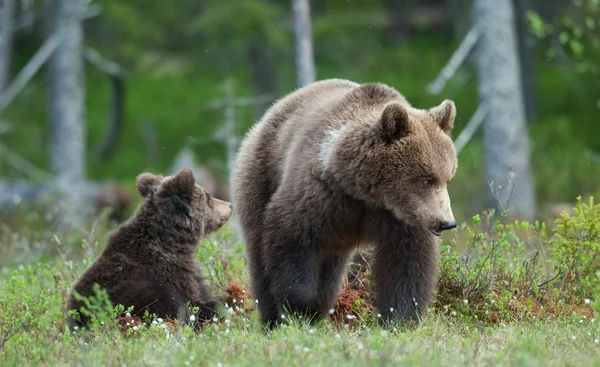 Bear cub med deras mor — Stockfoto