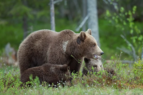 Мати вона ведмідь в літньому лісі Стокова Картинка