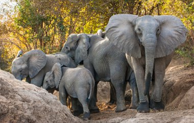 The African bush elephants (Loxodonta africana) clipart