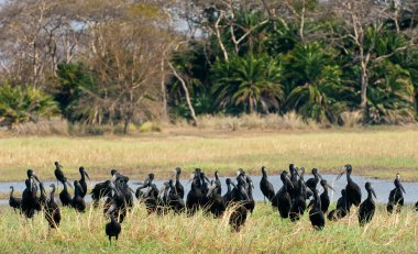 Afrika openbills (Anastomus lamelligerus)