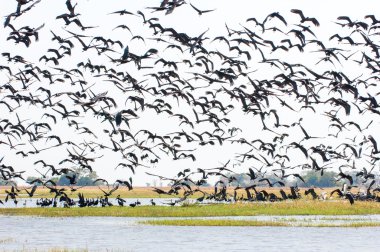 Afrika openbills (Anastomus lamelligerus)