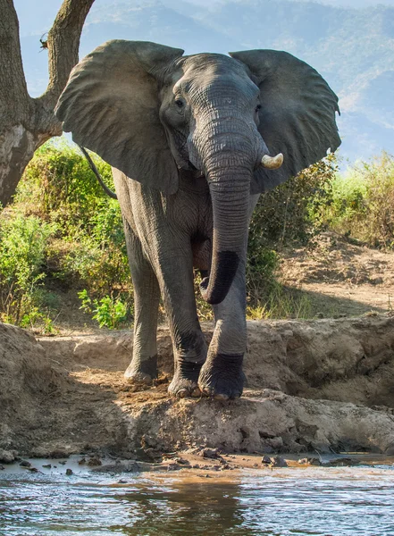 Africký slon keřový — Stock fotografie