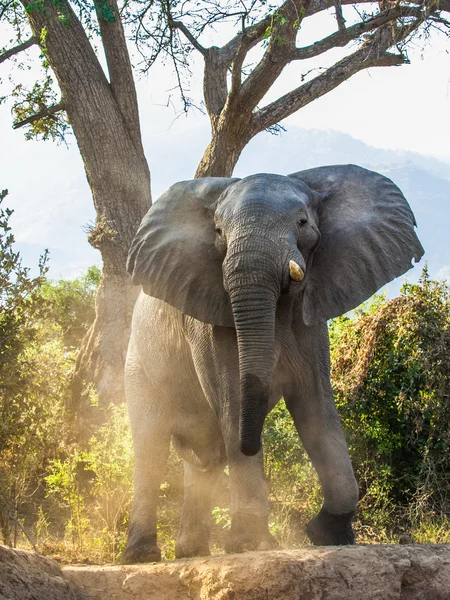 De Afrikaanse bosolifant — Stockfoto