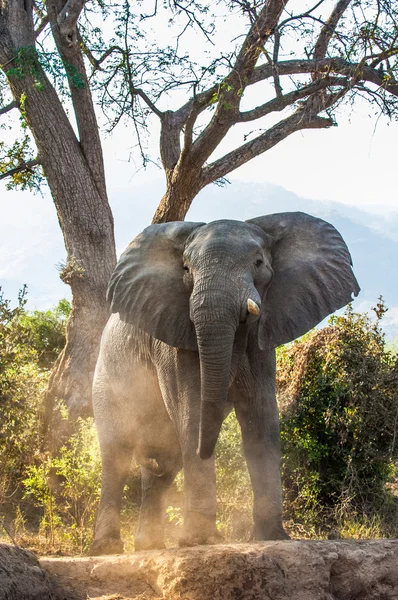 El elefante arbusto africano — Foto de Stock