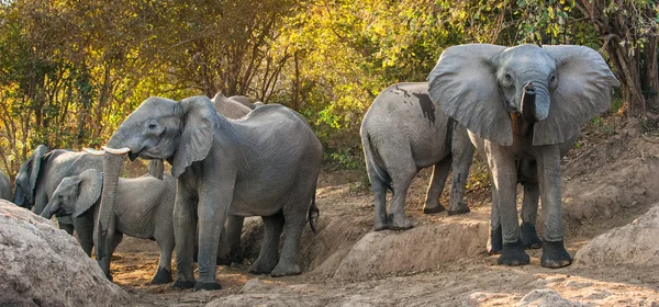 Słonie afrykańskie bush — Zdjęcie stockowe