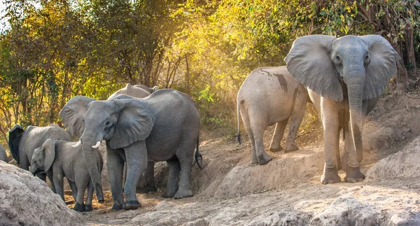 Os elefantes de arbusto africanos — Fotografia de Stock