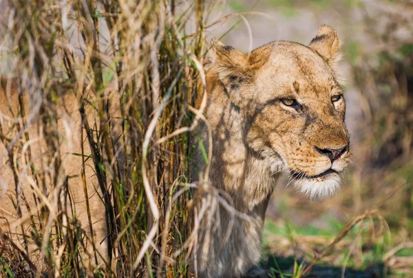 Львица с хищным зрением — стоковое фото