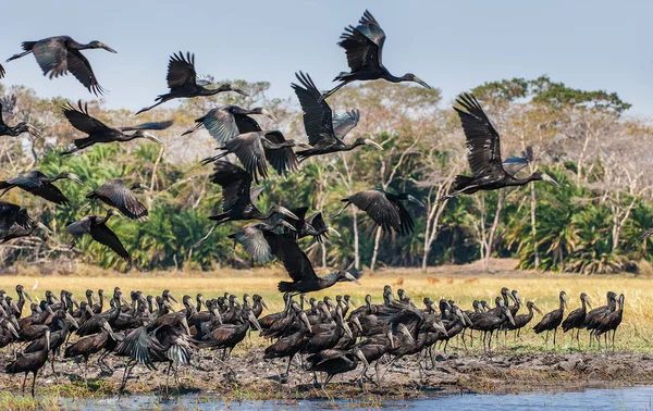 The African openbills (Anastomus lamelligerus) — Stock Photo, Image